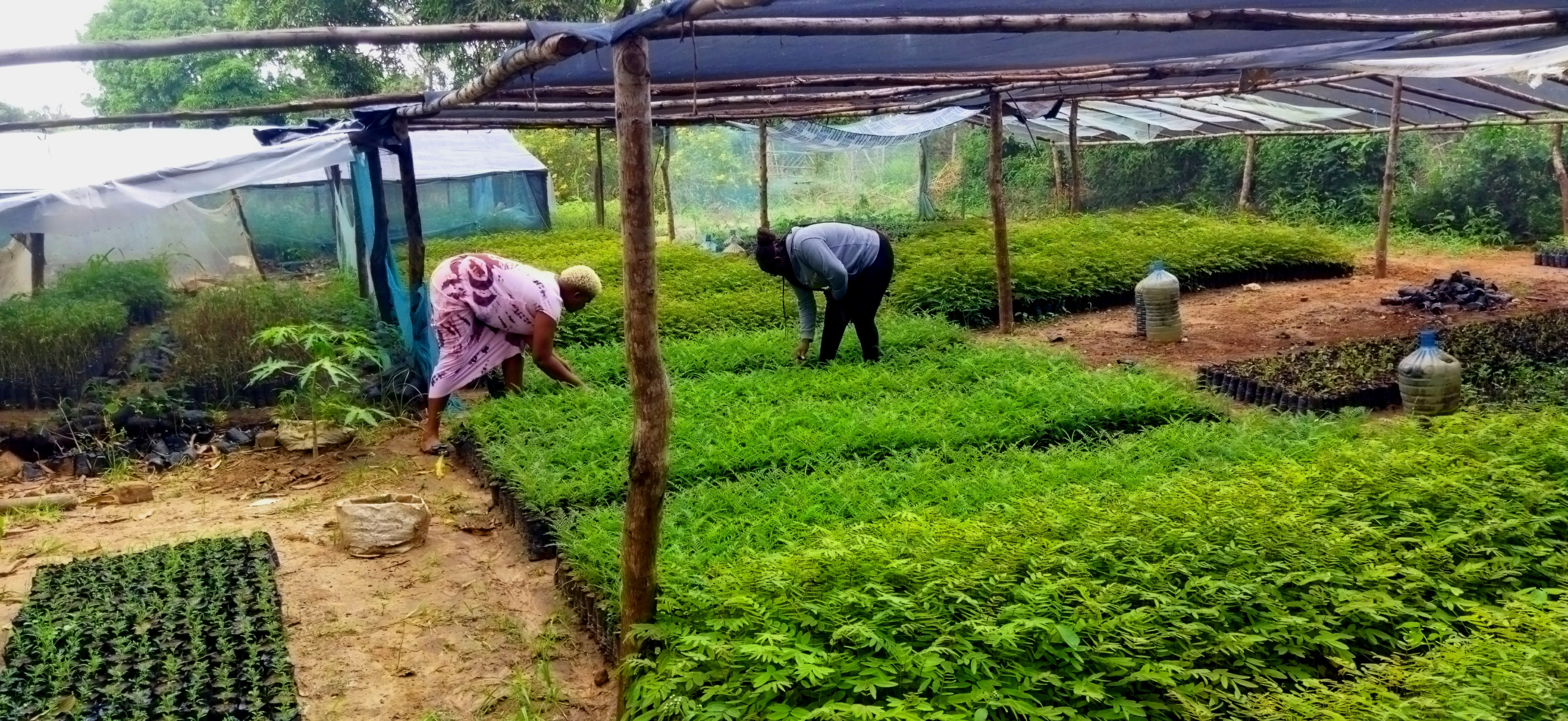 Tree nursery